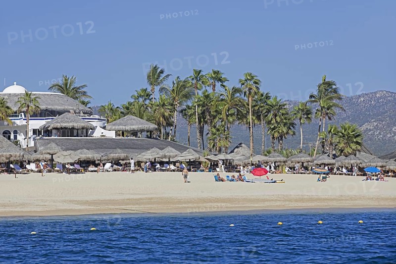 Palm trees and hotel guests
