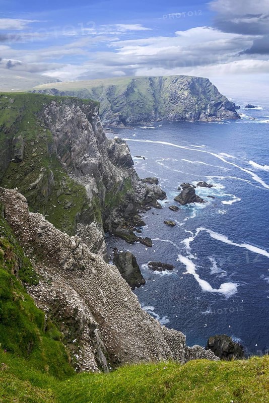 Spectacular coastline with Northern gannet