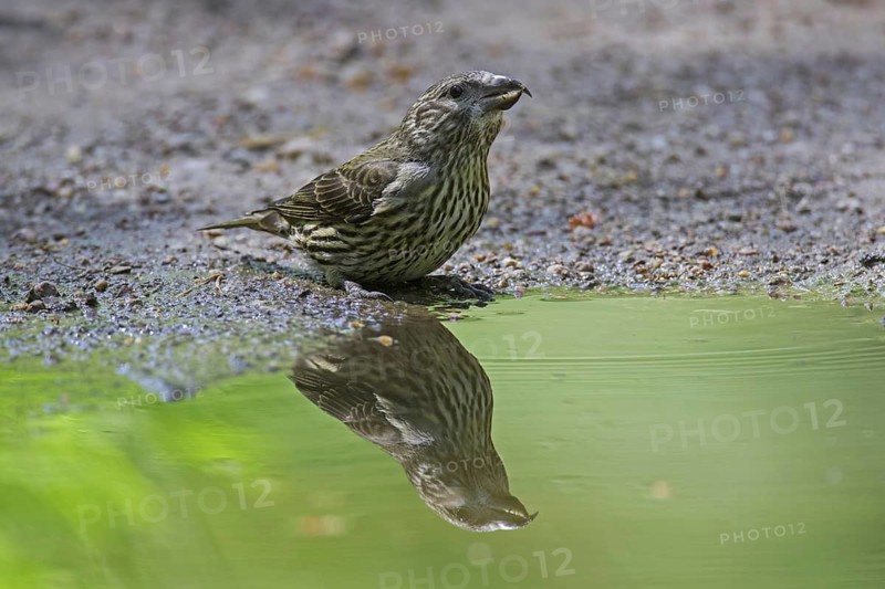 Red crossbill