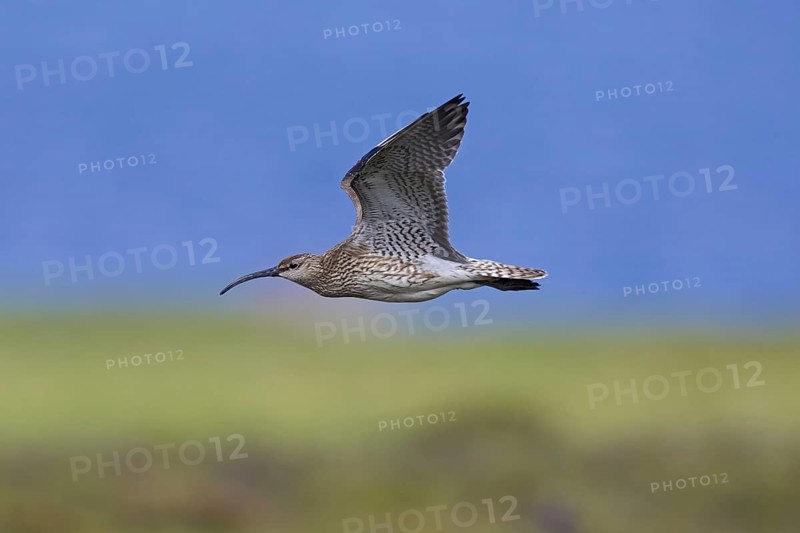 Eurasian whimbrel
