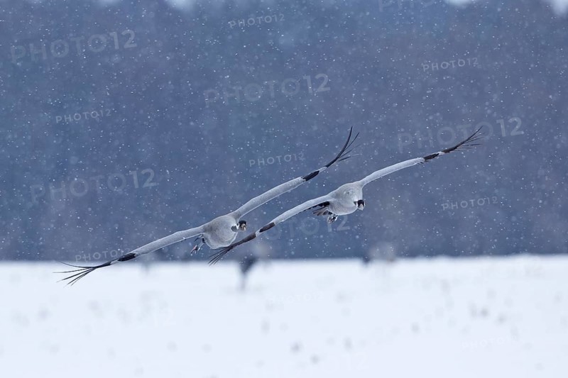 Crane