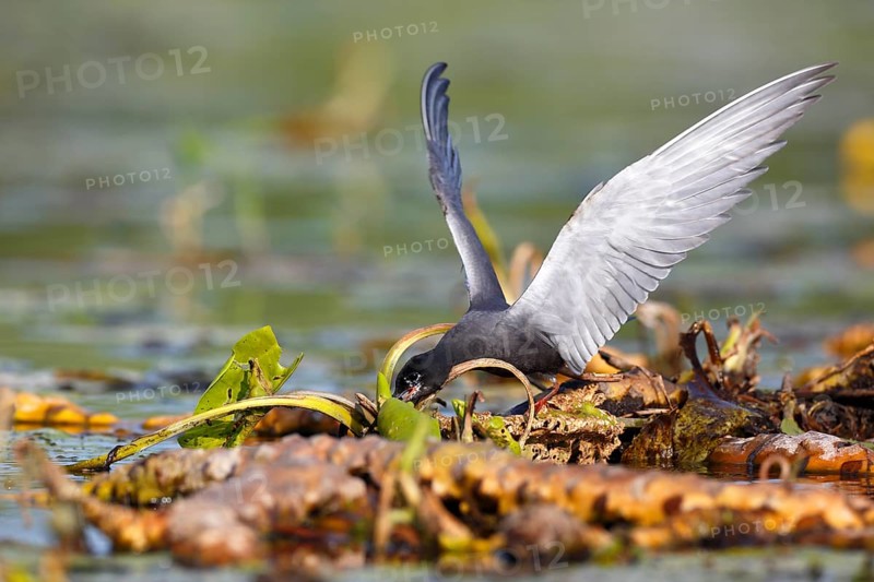 Black Tern