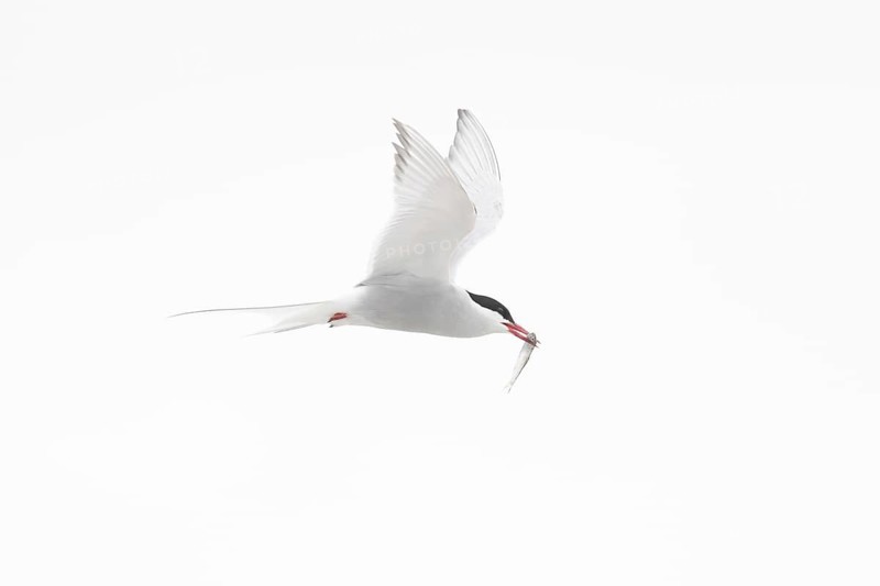 Arctic tern