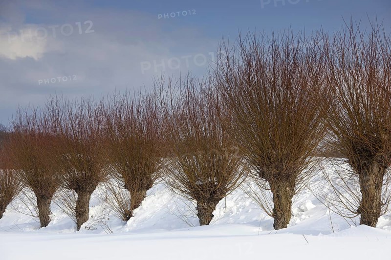 Row of pollarded white willows
