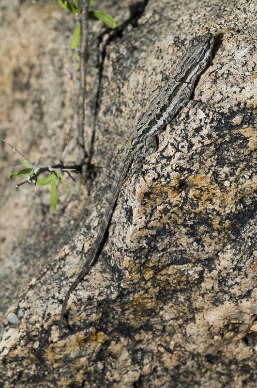 Ornate tree lizard