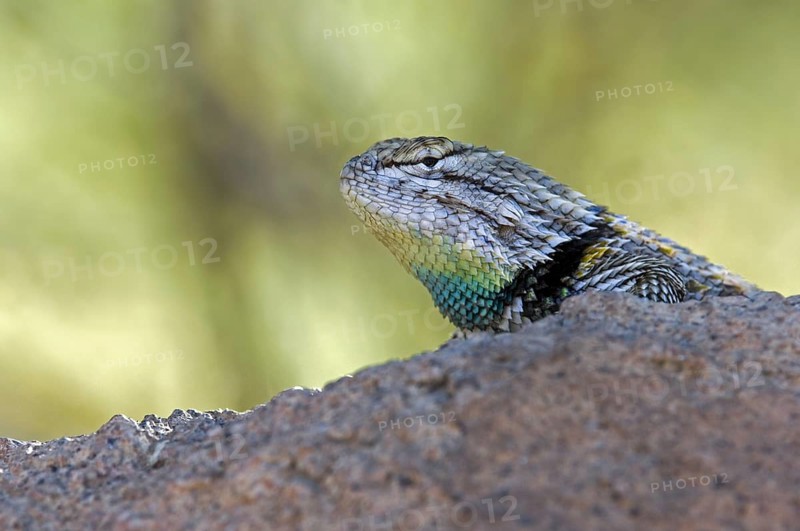 Desert spiny lizard