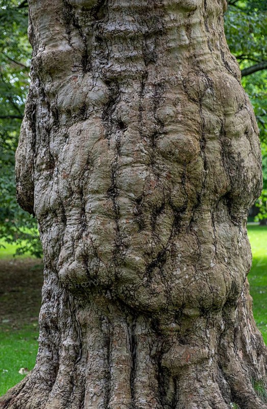 Tree trunk in a meadow in Luisenpark