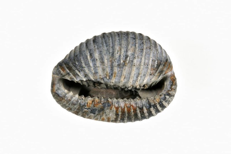 Arctic cowrie