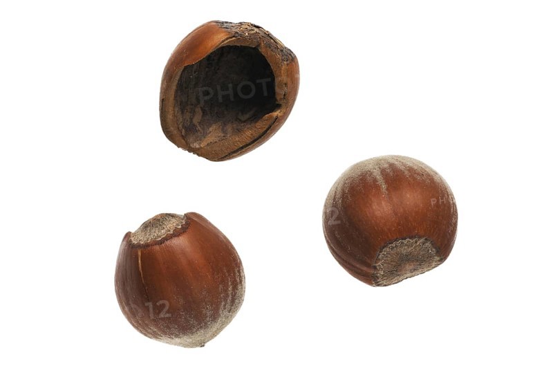 Common hazel