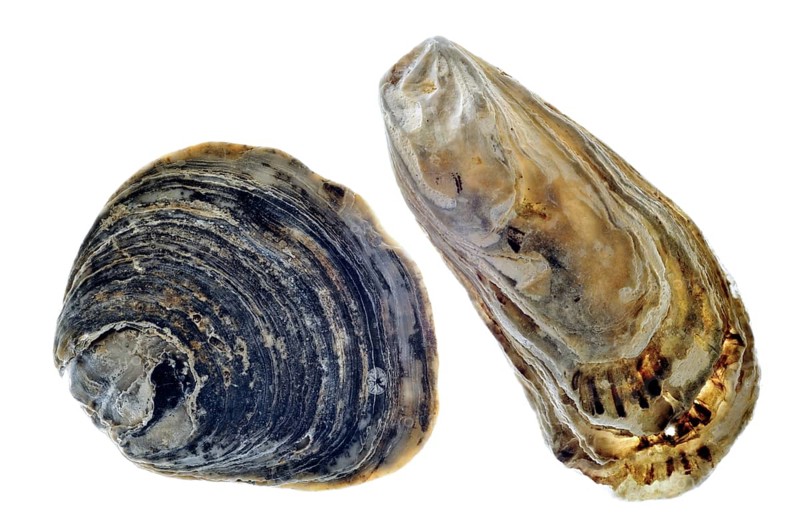 Common oyster