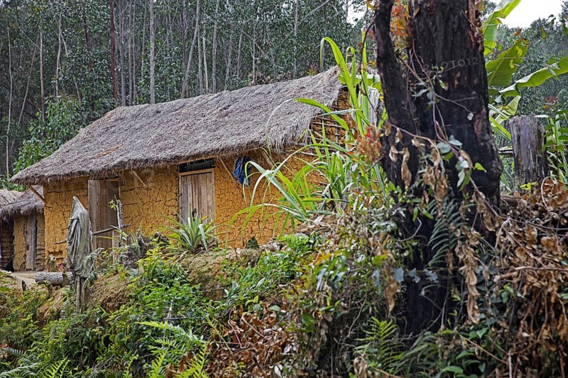 Traditional mud house and burnt-out tree stump