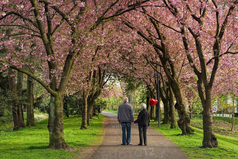 Way to the 2nd Spring Senior Couple Cherry Blossom Stadthagen