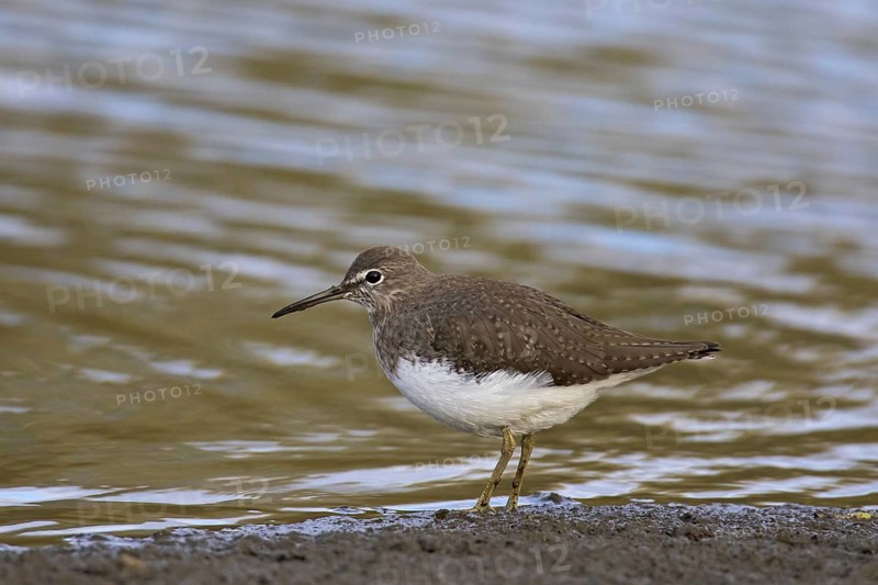 Wood sandpiper