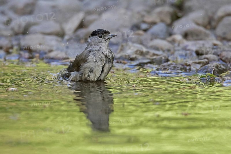 Eurasian blackcap