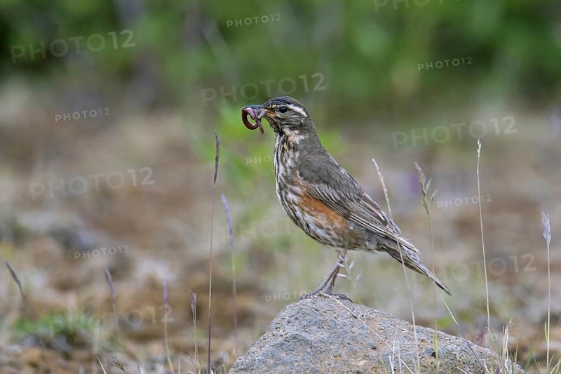 Redwing