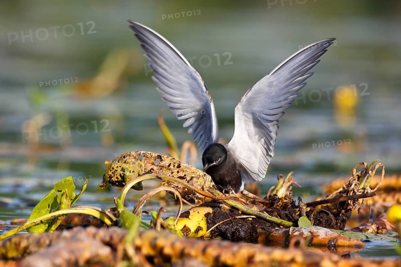 Black Tern