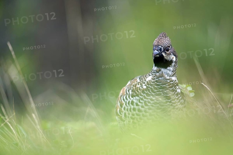 Hazel grouse