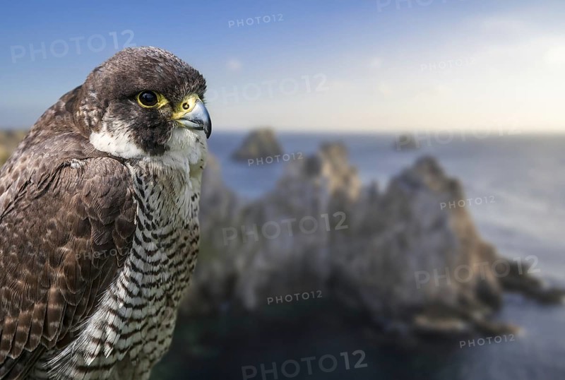 Peregrine falcon