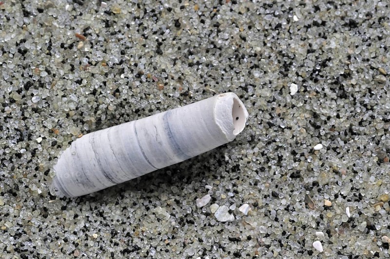 Elephant tooth shell