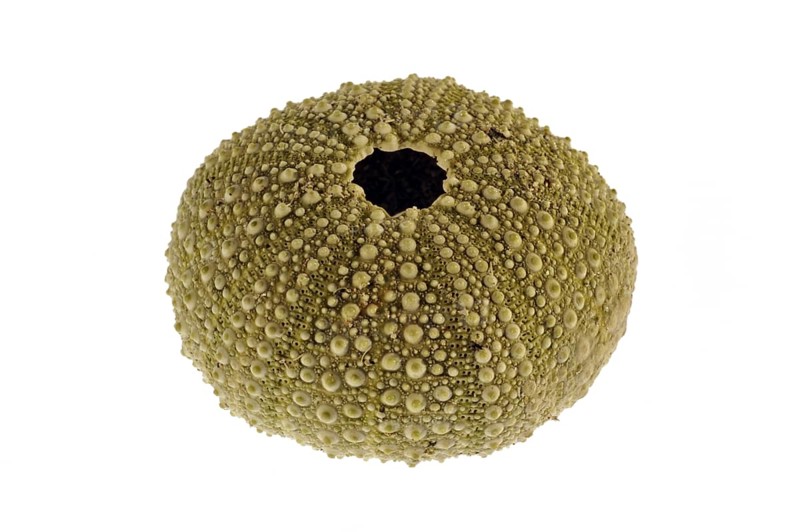 Green sea urchin