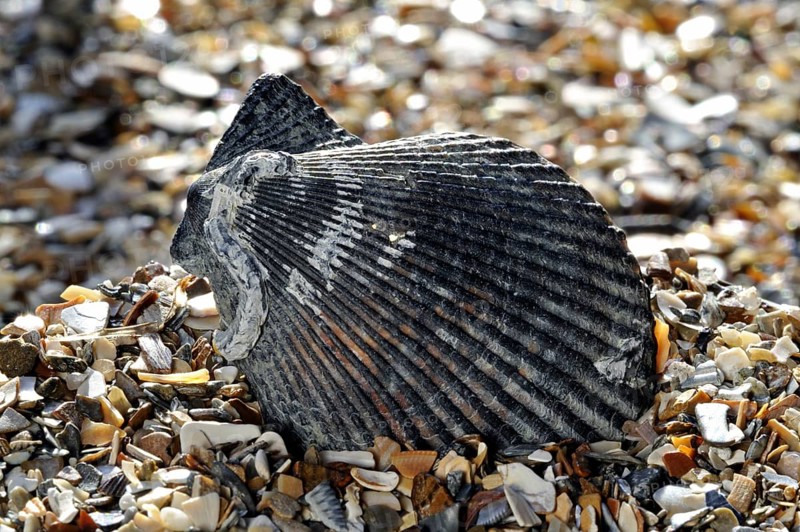 Variegated scallop