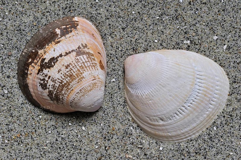 Smooth cockle