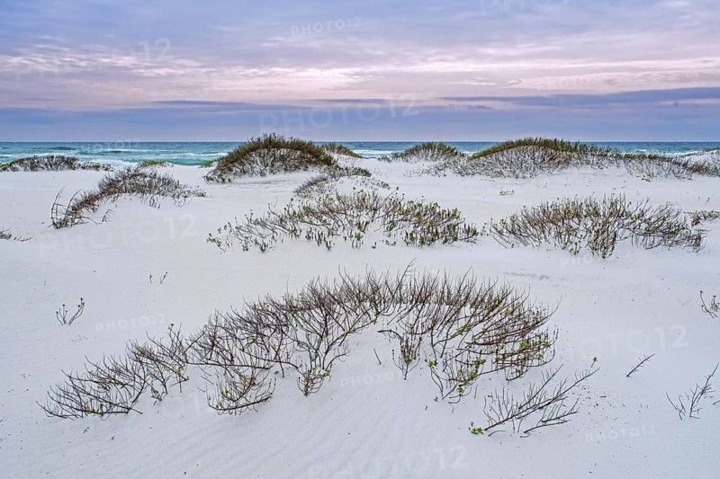 White quartz sand dunes at sunset along the Gulf of Mexico at Gulf Islands National Seashore in winter