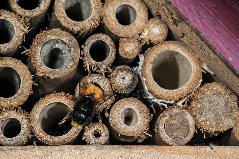 Mason bee