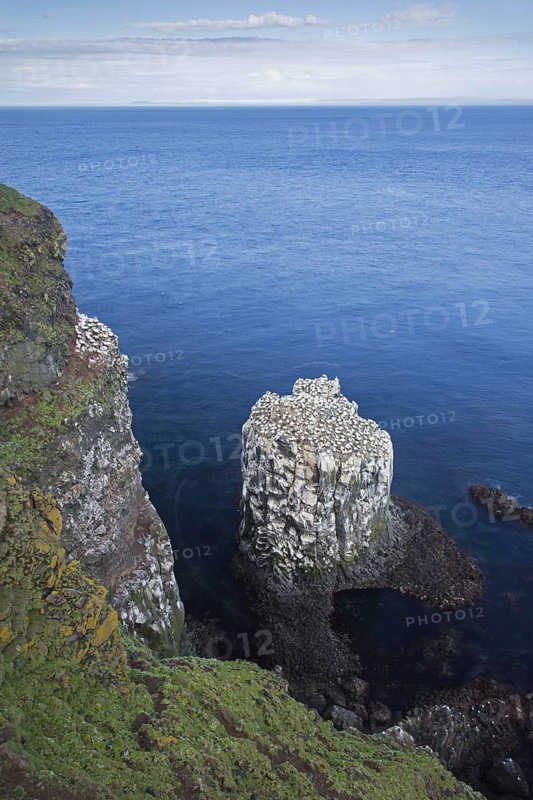 Northern gannets