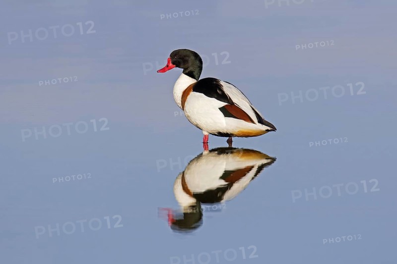 Reflection of male common shelduck