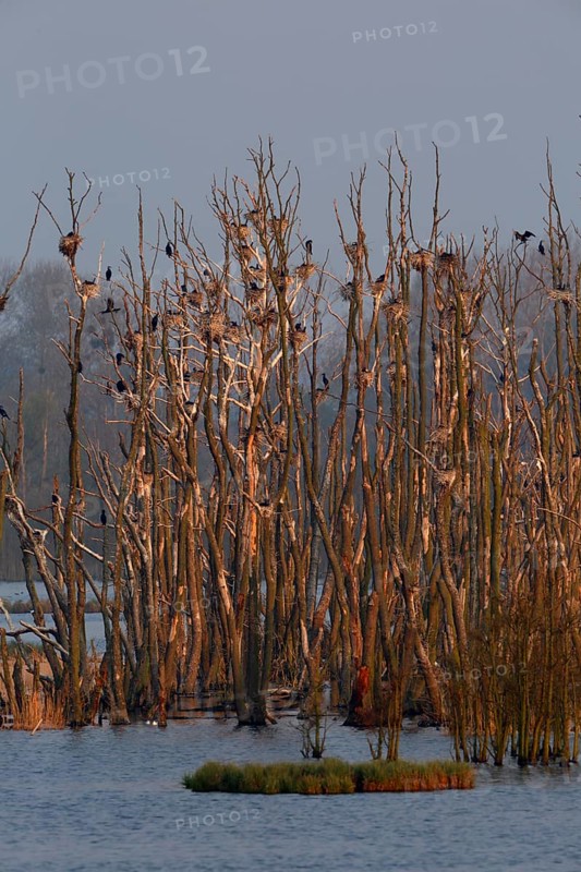 Great cormorant