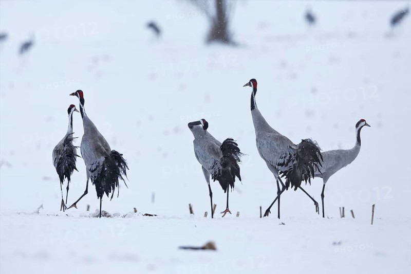 Crane