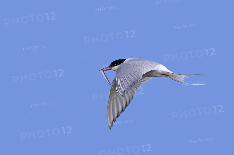 Arctic tern