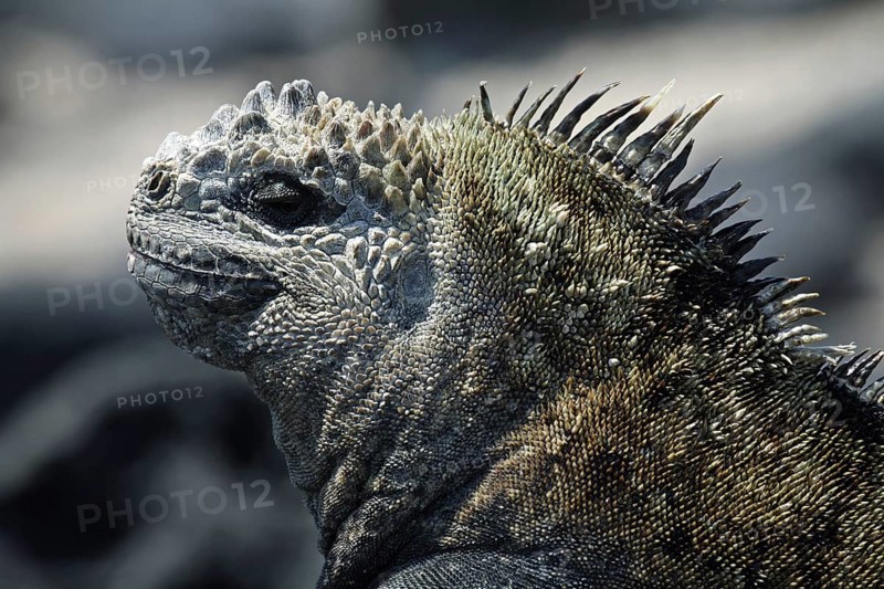 Marine iguana