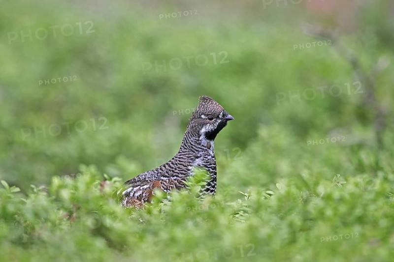 Hazel grouse