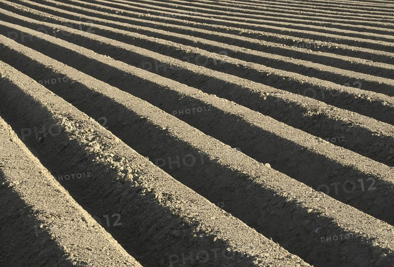 Furrows in ploughed potato field
