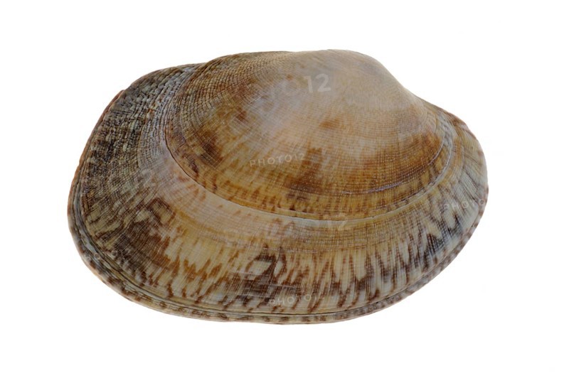 Pullet carpet shell