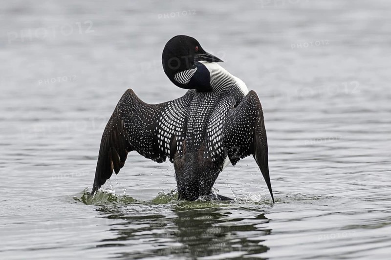 Common loon