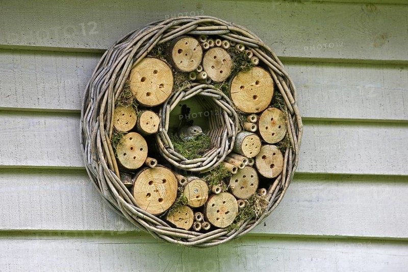 Spotted Flycatcher