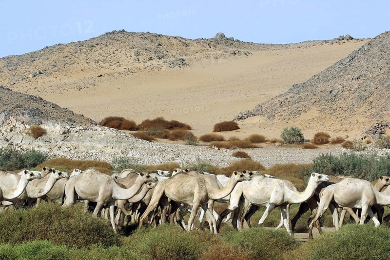 Herd of dromedary camels