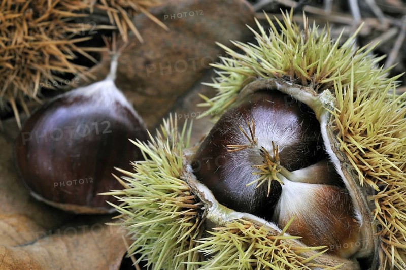 Close- up of spiny cupules containing nuts of Sweet chestnut