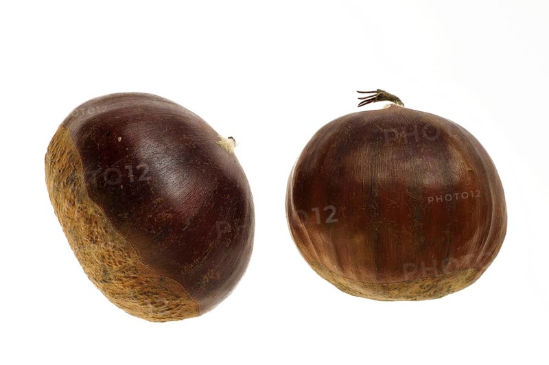 Sweet chestnut