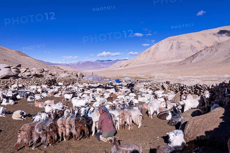 Changpa nomad milking goats