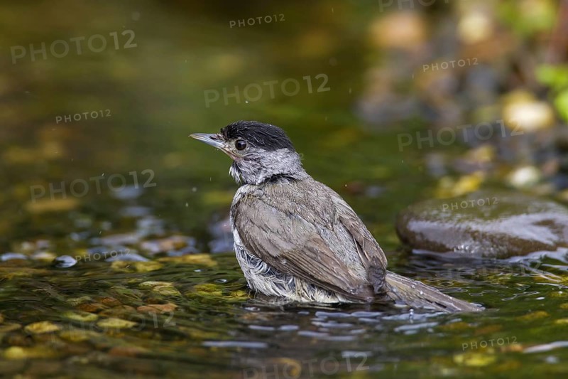 Eurasian blackcap