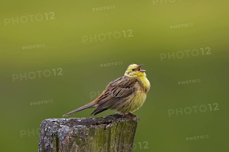 Yellowhammer