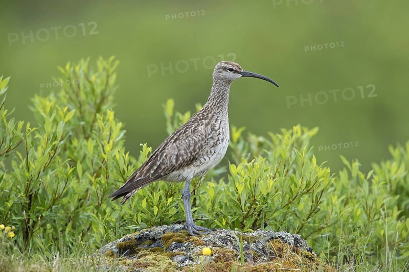 Eurasian whimbrel
