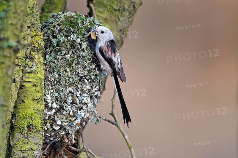 Long-tailed tit