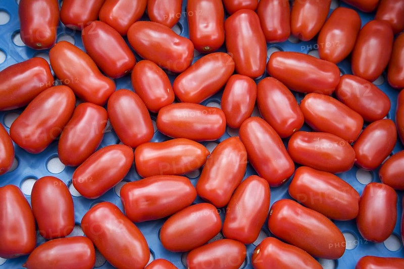 Plastic crate with red tomatoes