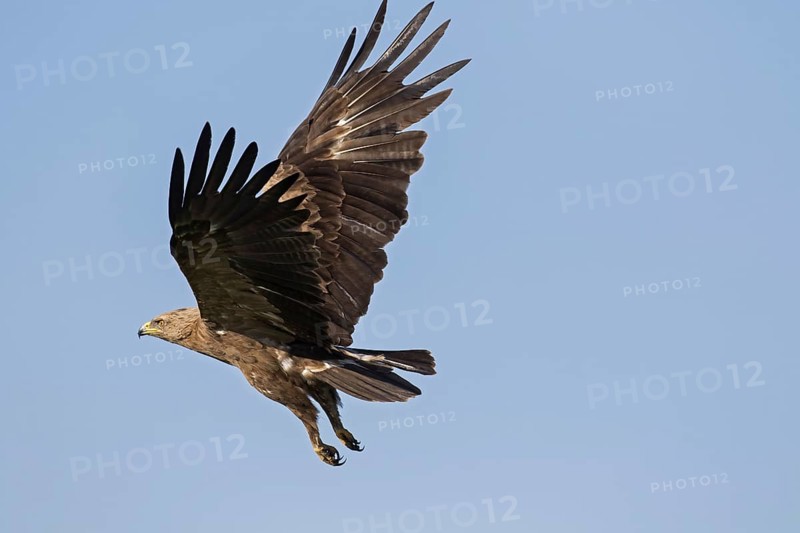 Lesser spotted eagle