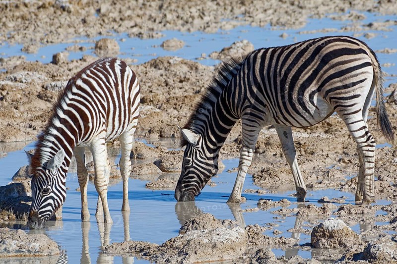Burchell's zebras